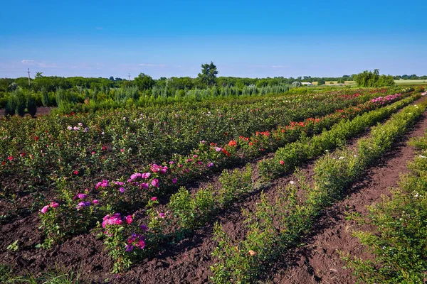 Enorme Jardín Rosas Invernadero Con Muchas Flores Campo — Foto de Stock