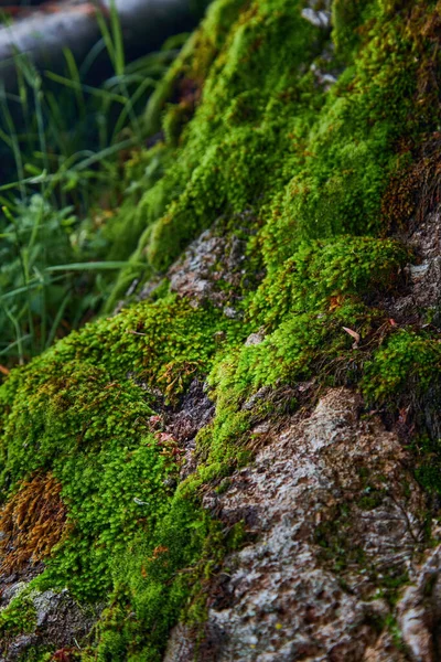Beautiful Bright Green Moss Grown Cover Rough Stones Floor Forest — Stock Photo, Image