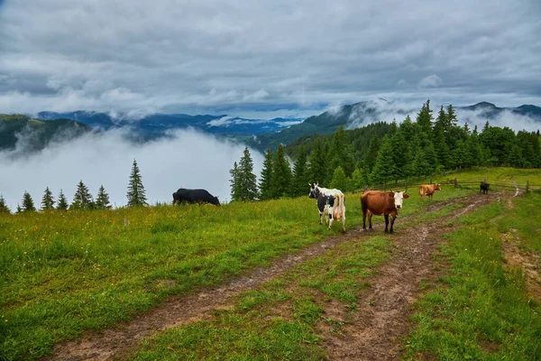 Корова Пасущаяся Зеленых Горах Туманом — стоковое фото