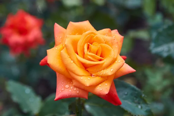 Beautifully Flowered Orange Roses Park Greenery Rain Drops Flowers — Stock Photo, Image