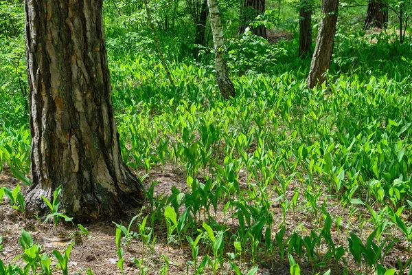 5月和4月 在松林的背景下 森林的土地 浓密芬芳的纤细花丛 在乌克兰 这种花很少见 受到法律和特别服务的保护 — 图库照片
