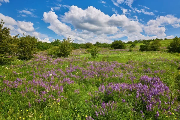 Piękne Pole Łąkowe Świeżą Trawą Żółtymi Kwiatami Mniszka Lekarskiego Naturze — Zdjęcie stockowe