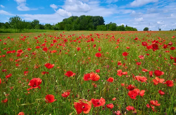 Meadow Beautiful Bright Red Poppy Flowers Spring — Stock Photo, Image
