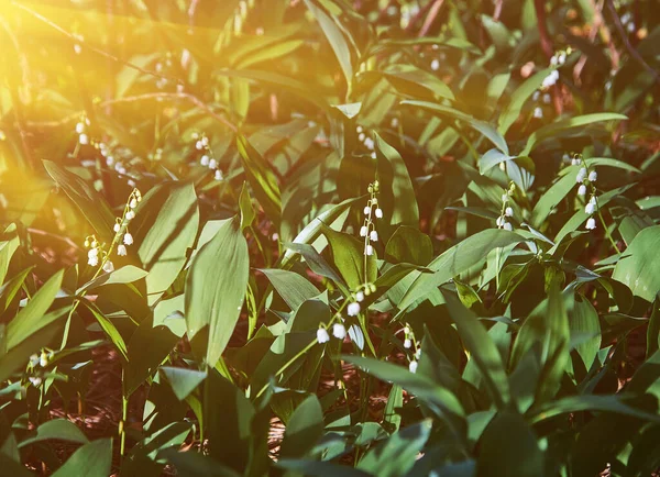 落日或黎明 在松林里 百合花盛开在地面上 在松树树干之间的太阳 — 图库照片