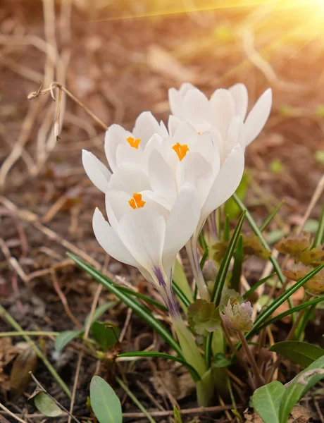 早春に地面に白い花を咲かせます 庭に初めて春の花を咲かせます 春の牧草地の白い布の完全な 混乱の束 白い花を近くに咲かせます — ストック写真