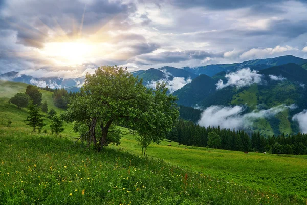 Frühling Den Alpen Mit Bergen Und Blumen — Stockfoto