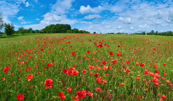 Łąka Pięknymi Czerwonymi Kwiatami Maku Wiosną — Zdjęcie stockowe