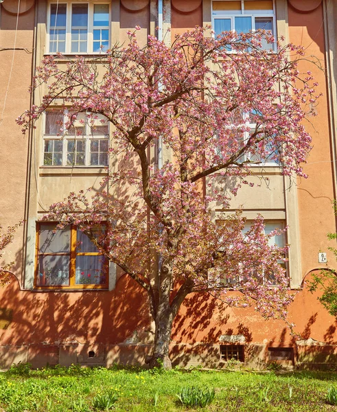Indah Mekar Pohon Sakura Gang Bunga Sakura Merah Muda Pada — Stok Foto