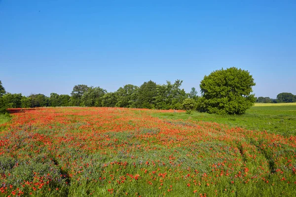 红色的罂粟花花巨大的领域 太阳和云 查看许多罂粟和特写 — 图库照片