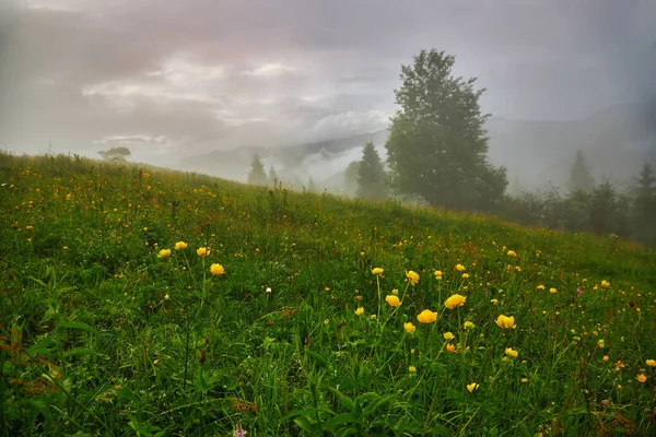 Paysage Idyllique Dans Les Alpes Avec Prairies Verdoyantes Fraîches Fleurs — Photo