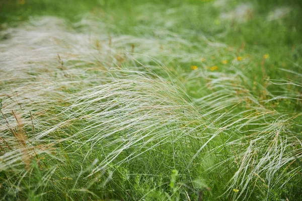Stipa Capillata Known Feather Needle Spear Grass Steppe Listed Red — Stock Photo, Image