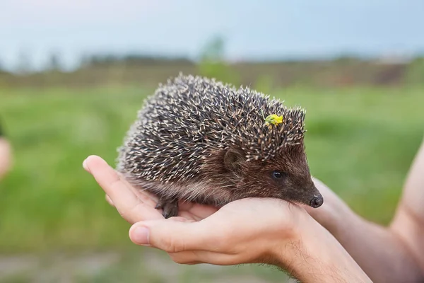 a hedgehog in the hands a little hedgehog on a green background, a hedgehog in a sunny forest