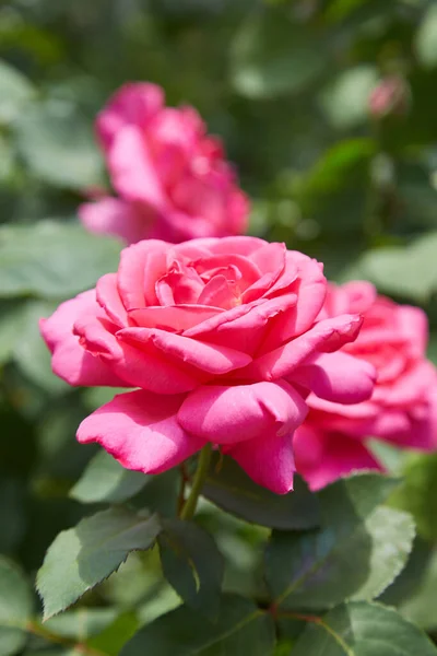 Κοραλί Τριαντάφυλλο Στον Κήπο Τριαντάφυλλα Στο Πάνω Μέρος Μαλακή Εστίαση — Φωτογραφία Αρχείου
