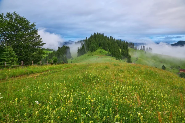 Idilli Táj Alpokban Friss Zöld Rétek Virágzó Virágok Hófödte Hegycsúcsok — Stock Fotó