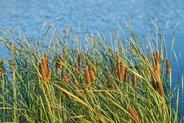 Zielone Trzciny Jeziorze Zamknąć Duże Trzciny Czasami Nazywane Bulrushes — Zdjęcie stockowe