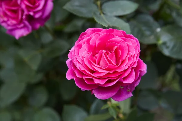 Lindas Rosas Jardim Rosas Para Dia Dos Namorados — Fotografia de Stock