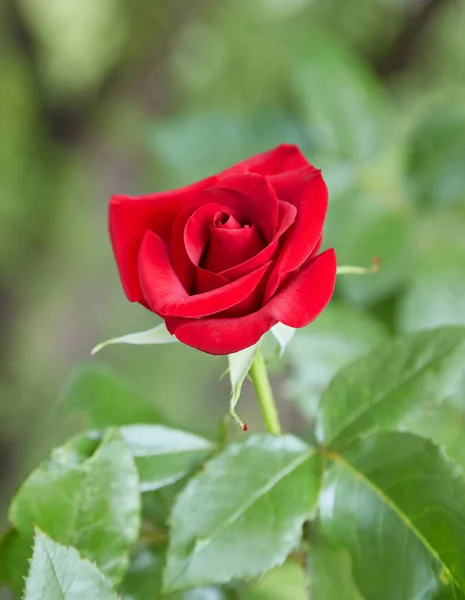 Hermosas Rosas Jardín Rosas Para San Valentín — Foto de Stock