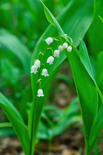 Lily Valley Convallaria Majalis Blooming Spring Forest Close — Zdjęcie stockowe