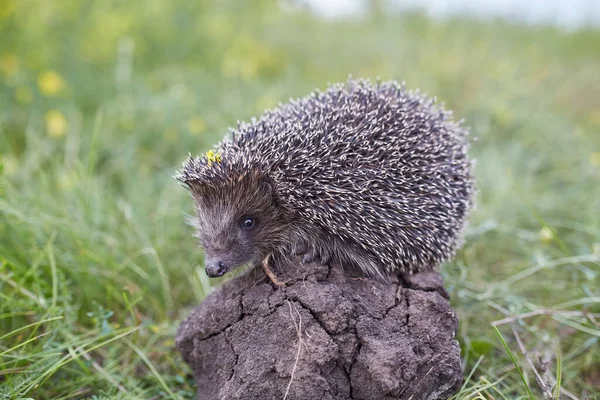 Hedgehog Nome Científico Erinaceus Europaeus Close Ouriço Selvagem Nativo Europeu — Fotografia de Stock