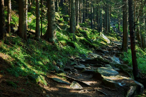 Красивий Пейзаж Друку Пішохідна Стежка Гірському Лісі — стокове фото