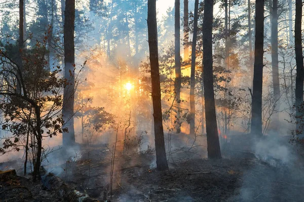 Waldbrand Brennt Waldbrand Tag Hautnah — Stockfoto