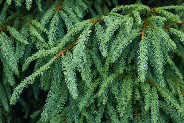 Gałęzie Jasnozielonego Świerku Lub Jodły Ciemnym Lesie Deszczu — Zdjęcie stockowe