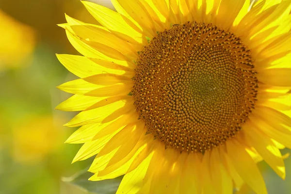 Krásná Slunečnice Slunečného Dne Přírodním Pozadím Selektivní Soustředění Kvalitní Fotografie — Stock fotografie