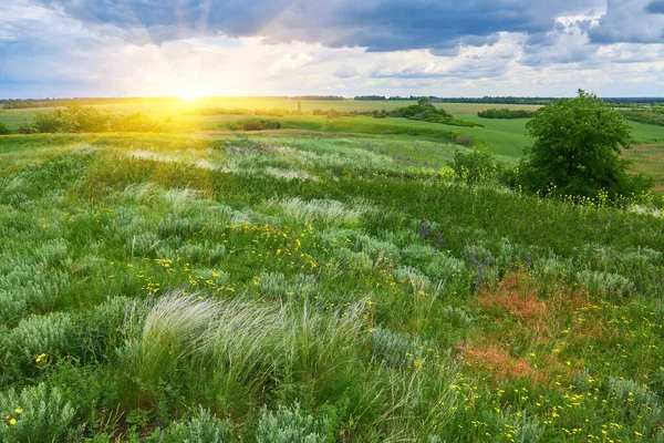 Green Earth Fields Ukraine Grains Sky Green Grass — Fotografia de Stock