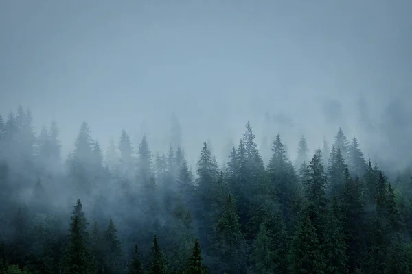 山の霧と木々の列の風景 ロイヤリティフリーのストック画像