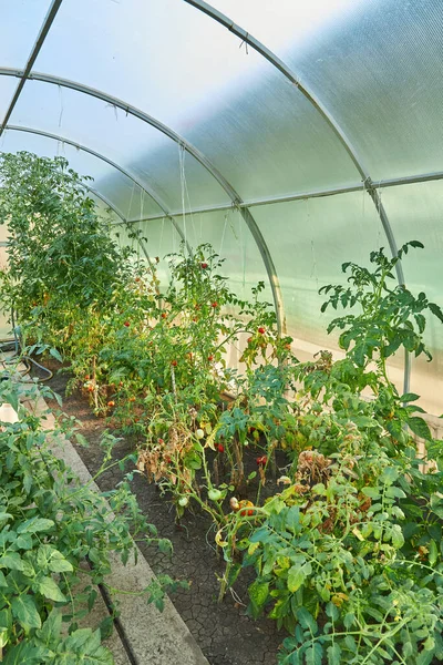 Ripe Tomato Plant Growing Greenhouse Tasty Red Heirloom Tomatoes Stock Photo