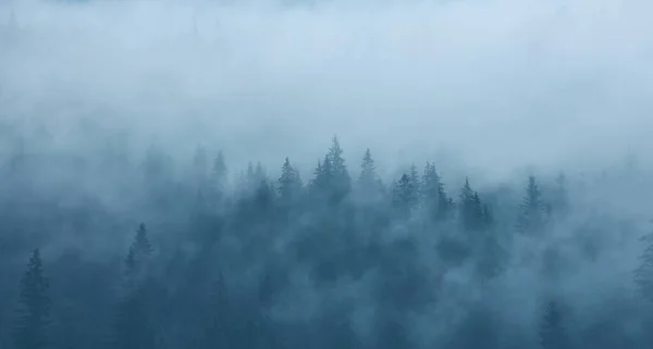 山の霧と木々の列の風景 ロイヤリティフリーのストック写真