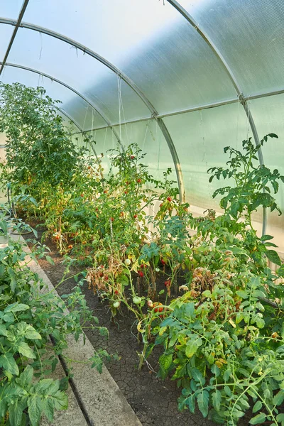 Ripe Tomato Plant Growing Greenhouse Tasty Red Heirloom Tomatoes Stock Image