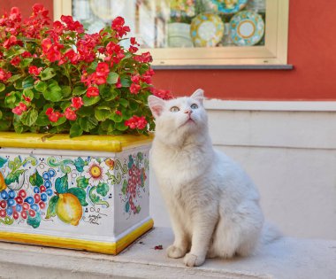 Beyaz bir kedi kırmızı çiçek vazosunun yanında oturuyor, Positano, Amalfi Sahili, İtalya