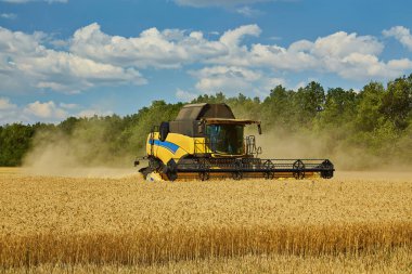 Combine harvester working on a wheat field. Seasonal harvesting the wheat. Agriculture.