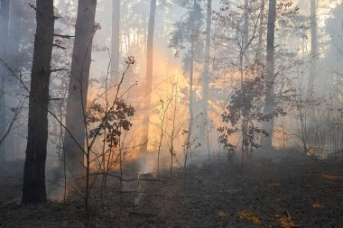 Orman yangını. Yıkılmış ağaç, alevler içinde yanarak kül olur.