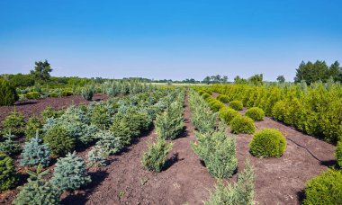 Bir sürü bitkisi olan seradaki kozalaklı ağaçlar. Bitki yetiştirme..