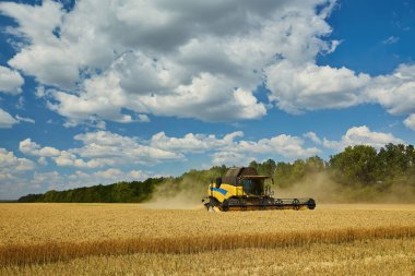 Combine harvester working on a wheat field. Seasonal harvesting the wheat. Agriculture.