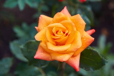 Parkta çiçekli portakal gülleri. Çiçeklere yağmur damlaları damlıyor..