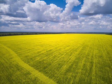 Landscape view from drone, Bright yellow field with rapeseed flowers. Blue sky with white clouds. Texture background for design.