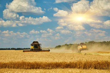 Buğday hasadını birleştirerek olgunlaşmış buğday toplar. Ziraat. Hasat, kırsal yaşam, özgürlük kavramı.