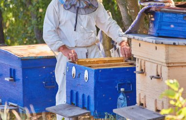 Beekeeper working on apiary in nice sunny day with honey frames in evidence. The concept of the beekeeper. A man works in his apiary farm. Bee business