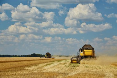 Hasat Makinesi Kesme Buğday, Bulutlar ile mavi gökyüzü altında sonsuz Alanlar Yaz Manzara birleştirin