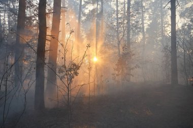 Orman yangını. Yıkılmış ağaç, alevler içinde yanarak kül olur.