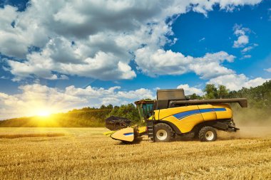 Combine harvester working on a wheat field. Seasonal harvesting the wheat. Agriculture.