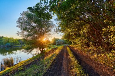 Güneşin ışınları ağaçların arasından akar ve ilkbaharda ormandaki çalıların üzerindeki genç yeşil yaprakları aydınlatır. Ormandan geçen toprak yol. Yaz akşamı.