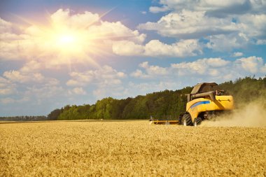 Combine harvester working on a wheat field. Seasonal harvesting the wheat. Agriculture.