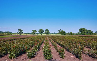 Tarlada bir sürü çiçek olan bir serada kocaman bir gül bahçesi.