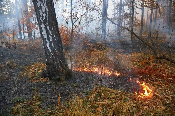 Skovbrand Brændende Wildfire Tæt Ved Daggry - Stock-foto