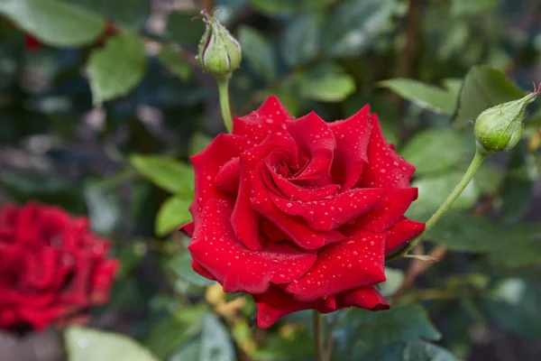 Hermosas Rosas Jardín Rosas Para San Valentín —  Fotos de Stock