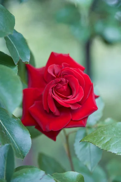 关闭美丽的经典红色花园玫瑰 — 图库照片